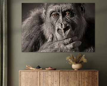 Gorilla close up portret in zwart-wit met bruine ogen. van Sjoerd van der Wal