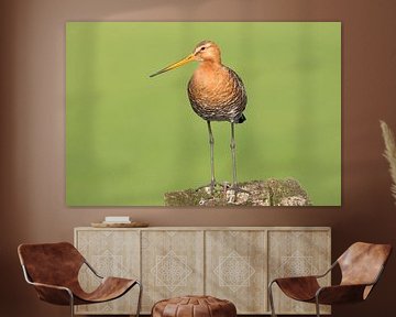 Black-tailed godwit on a pole in a meadow. by Rob Christiaans