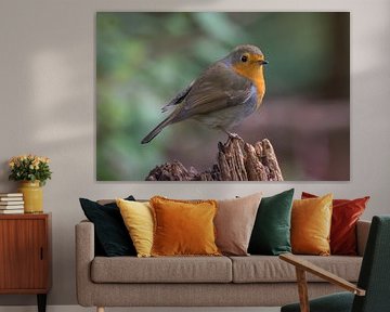 Robin