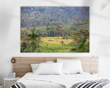 Rice fields in Sideman on Bali in Indonesia sur Michiel Ton