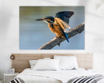 Kingfisher by Loek Lobel