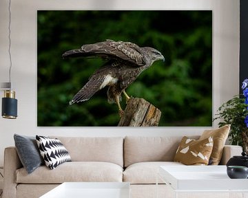 buzzard