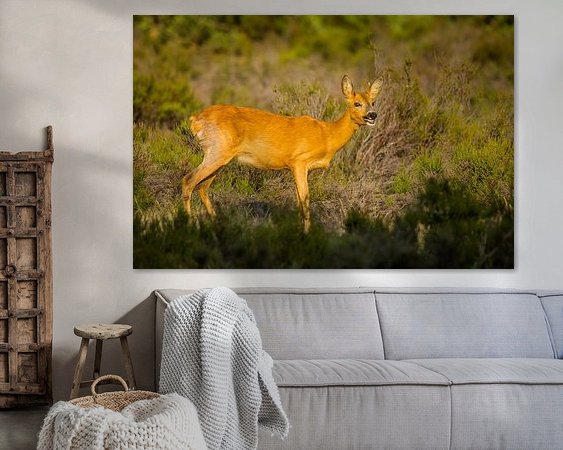 Aperçu de la chambre