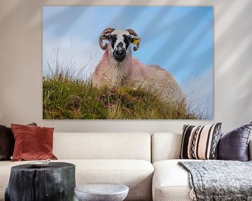 Ierland - vrouwelijke schapen