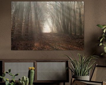 Beams of light in the Speulderbos by Barbara Brolsma