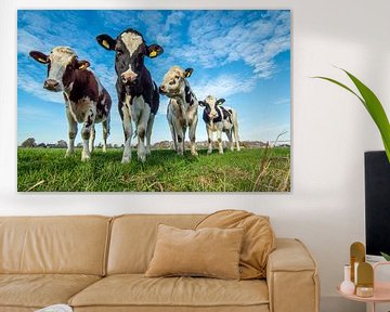 curious cows by miranda tijssen