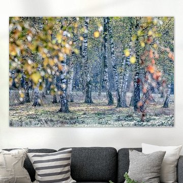Autumn colours of a birch grove near Kortenhoef