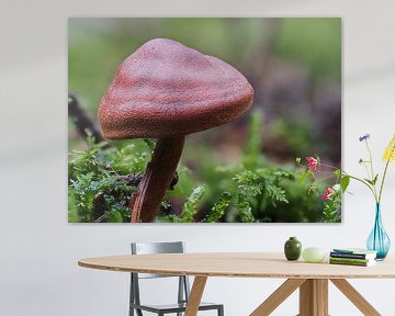 Donkerrode paddenstoel macro foto van Christian Mueller