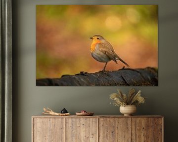 Robin, Erithacus rubecula mit Herbstfarben. von Gert Hilbink