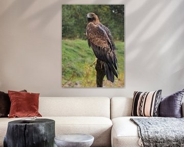 Golden eagle by Loek Lobel