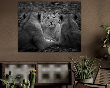 Lion cub in the centre in black and white by Patrick van Bakkum