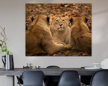 Lion cub in the centre