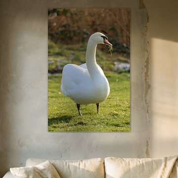Ein Schwan in der Wildnis mit Gras im Schnabel.