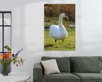 Un cygne dans le désert avec de l'herbe dans le bec