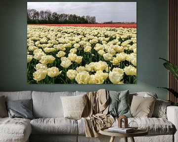 Witte en Rode tulpen van Yvon van der Wijk