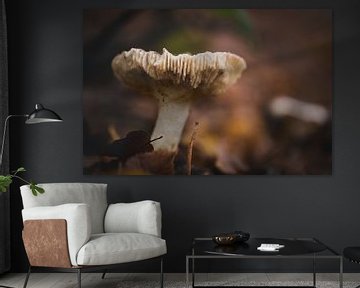 Champignons met bokeh van Martina Weidner