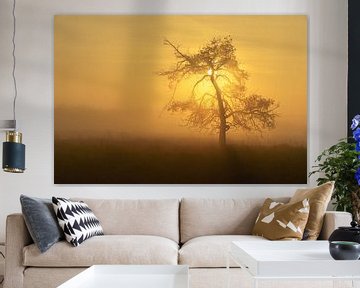 Arbre du soleil sur Steven Driesen