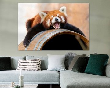 Slaperige Rode Panda van Ronald Huijzer