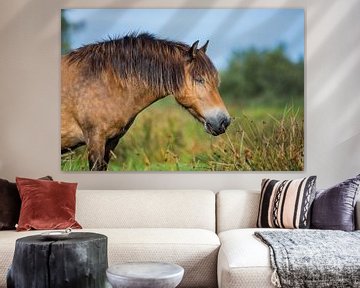 Portret van een Exmoor pony van Maria-Maaike Dijkstra