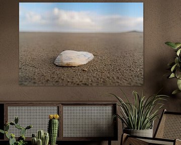 Muschel am Strand von Ameland von henry hummel