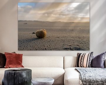 Ameland, zee-egel aangespoeld op het strand in de zon van henry hummel