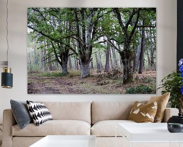 Old multi-trunk oak trees (Quercus robur). by whmpictures .com