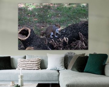 poserende Eekhoorn in park van Martin Albers Photography