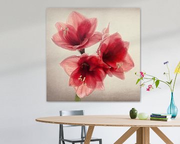 Amaryllis sur Marianne Twijnstra