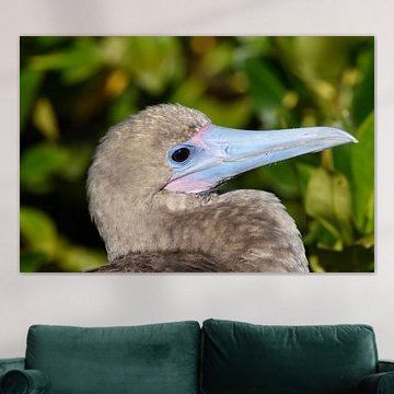 Red-footed booby ( (Sula sula)