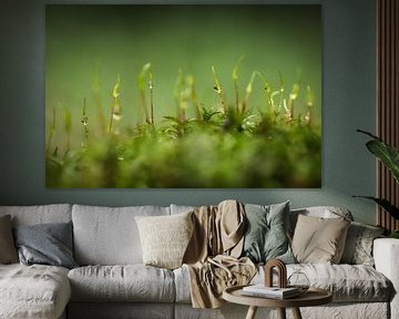 Moss with raindrops by Isabel van Veen