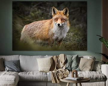 Le renard dans les dunes d'approvisionnement en eau d'Amsterdam sur Isabel van Veen