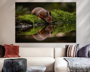 Red squirrel with reflection by Isabel van Veen