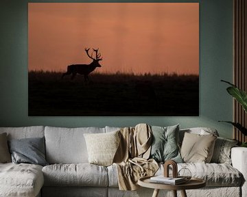 Deer at sunset van Menno Selles