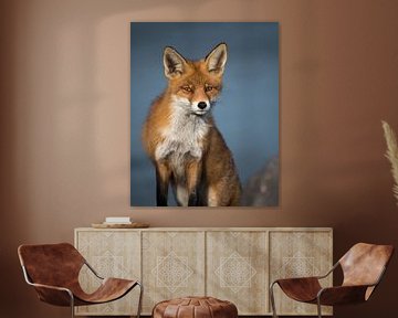 Curious red fox! by Robert Kok