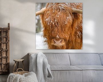 Scottish Highland cattle in the snow by Sjoerd van der Wal Photography