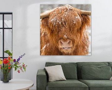 Scottish Highland cattle in the snow by Sjoerd van der Wal