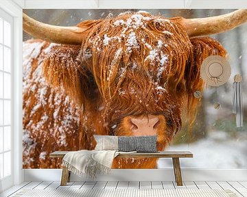 Scottish Highland cattle in the snow by Sjoerd van der Wal Photography