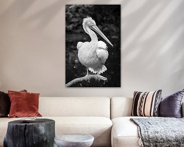 Pelican in black and white by Evelien Oerlemans