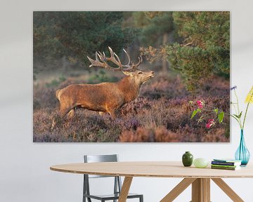 Red deer among the purple moors. by Rob Christiaans