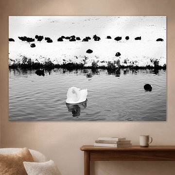 Oiseaux d'hiver en noir et blanc