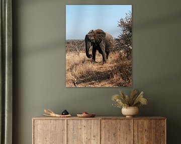 African Elephant Friend