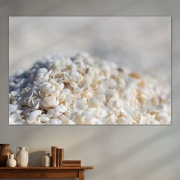 Gros plan d'une montagne de coquillages blancs sur la plage Shell