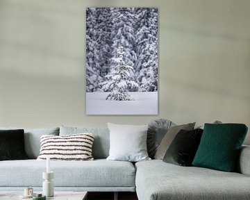 A small spruce in the snow by Coen Weesjes