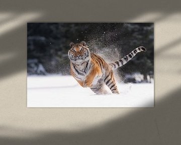 Sibirischer Tiger im Schnee von Dick van Duijn