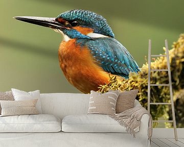 Eisvogel auf einem Ast mit grünem Moos.
