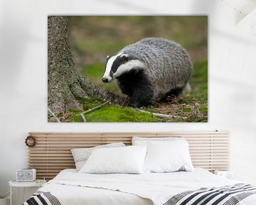 European Badger (  Meles meles ) on its way through a forest. by wunderbare Erde