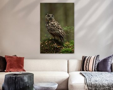 Eurasian Eagle Owl ( Bubo bubo ) by wunderbare Erde