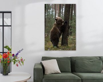 European Brown Bear ( Ursus arctos ), playful young cub, looks cute and funny by wunderbare Erde