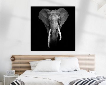 Portret van een great tusker - olifant