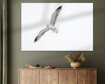 Gull by Adri Rovers